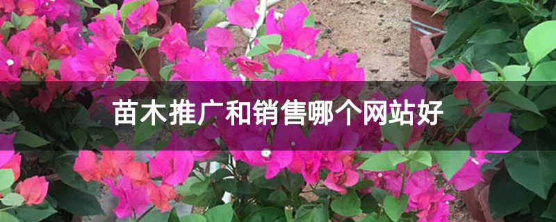 苗木推广和销售哪个网站好