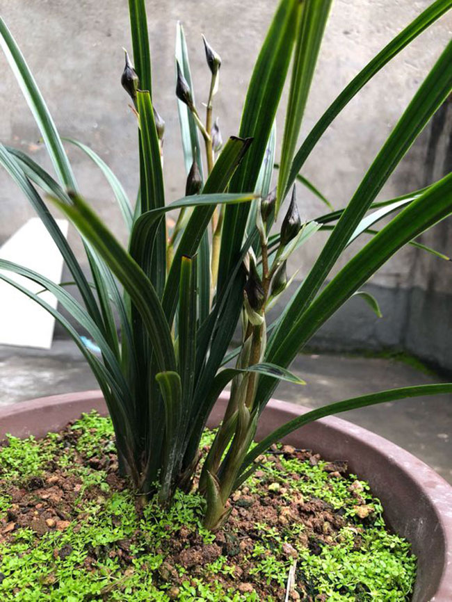 兰花施肥