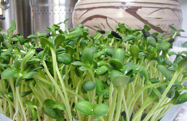 怎么种芽苗菜