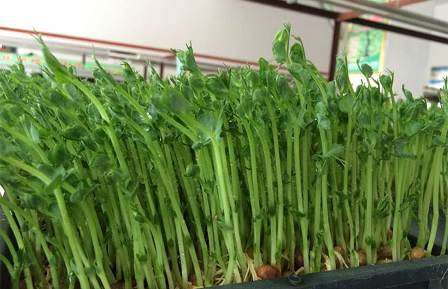 怎么种芽苗菜