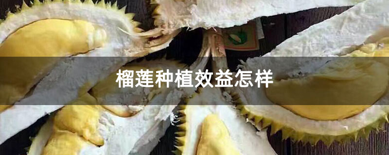 榴莲种植效益怎样