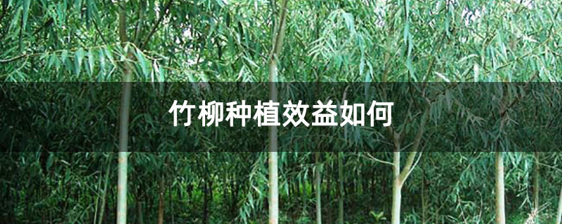 竹柳种植效益如何