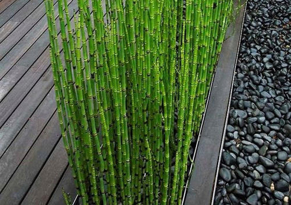 笔头草