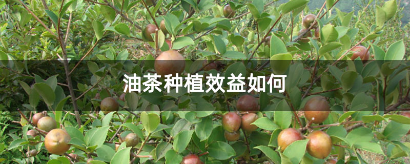 油茶种植效益如何