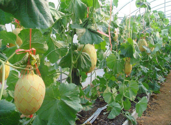 家庭哈密瓜怎么种植？哈密瓜种植方法