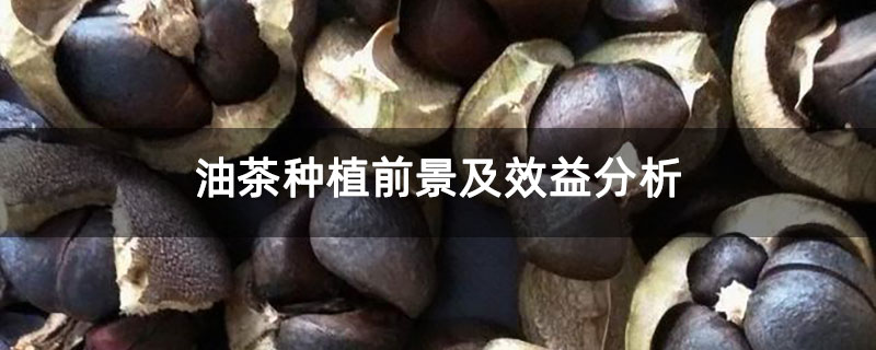油茶种植前景及效益分析 油茶种植前景及效益分析