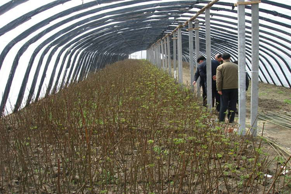 香椿种植大棚
