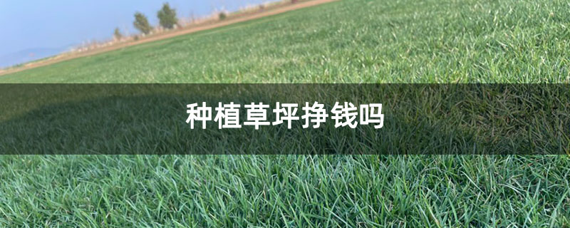种植草坪挣钱吗 种植草坪挣钱吗