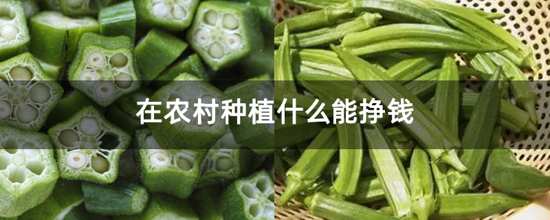 在农村种植什么能挣钱 在农村种植什么能挣钱