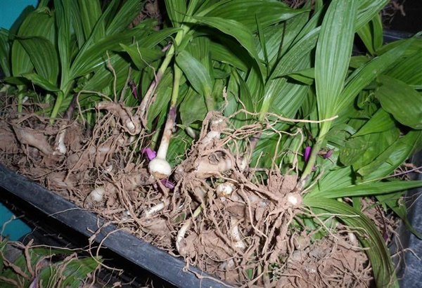 白芨苗