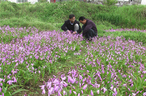 白芨