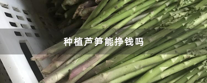 种植芦笋能挣钱吗