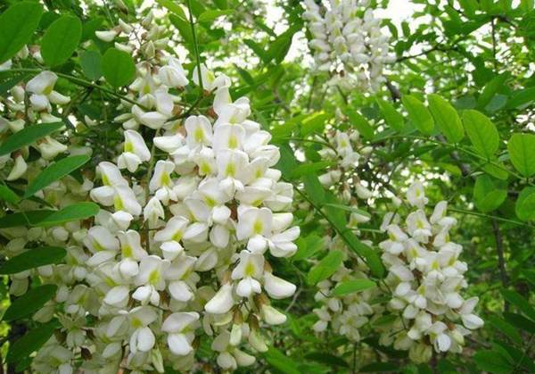 槐花