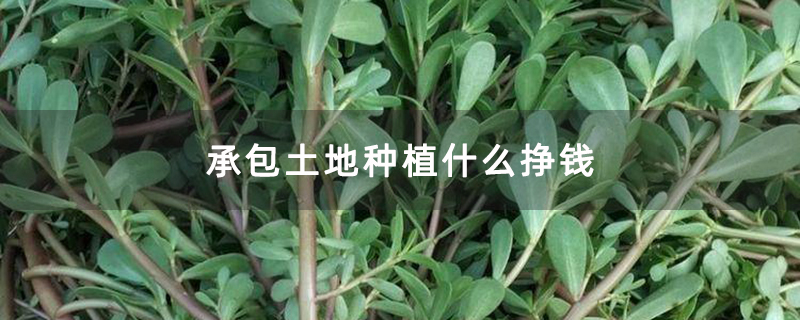 承包土地种植什么挣钱