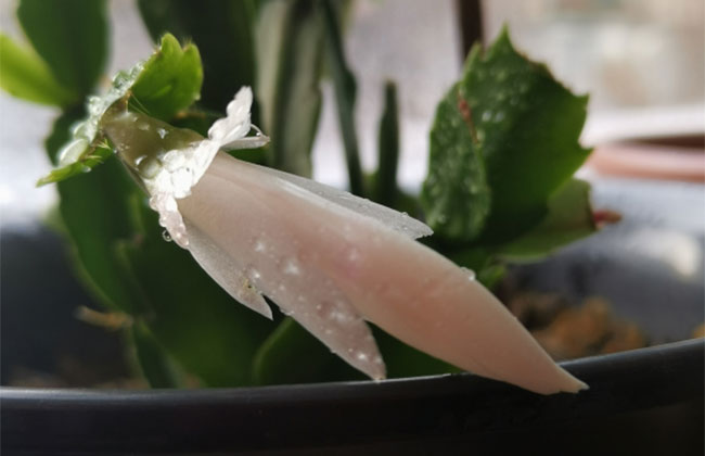 蟹爪兰