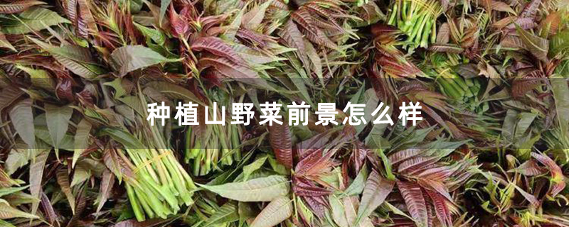 种植山野菜前景怎么样