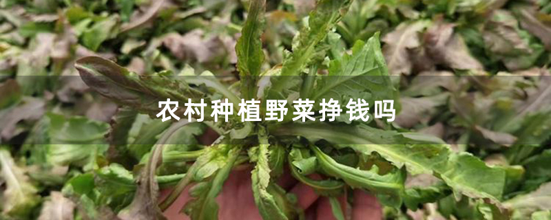 农村种植野菜挣钱吗