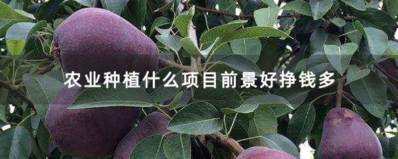 农业种植什么项目前景好挣钱多