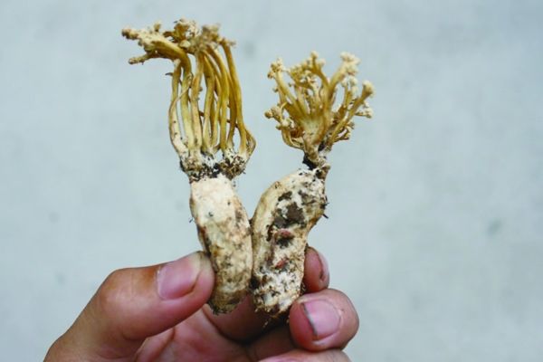 金蝉花