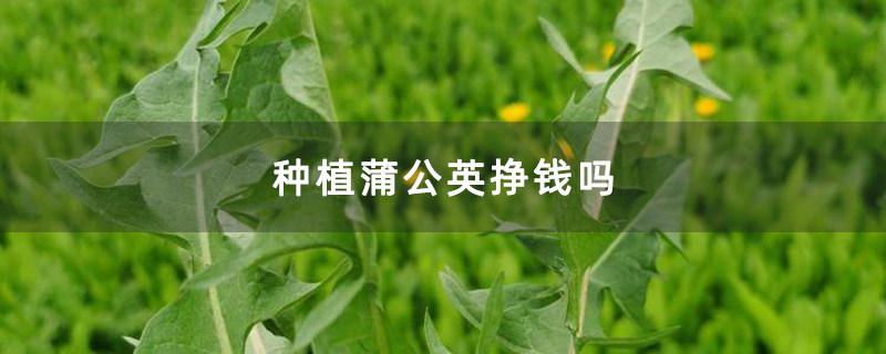 种植蒲公英挣钱吗