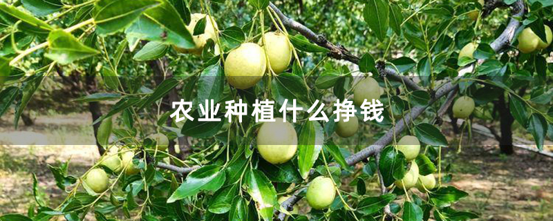 农业种植什么挣钱