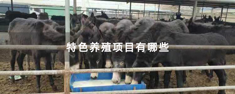 特色养殖项目有哪些