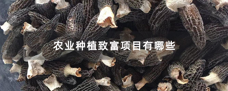 农业种植致富项目有哪些