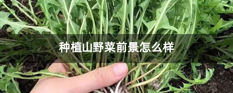 种植山野菜前景怎么样 种植山野菜前景怎么样