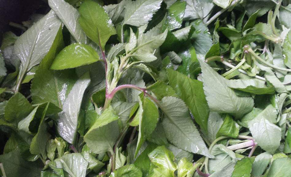 野菜