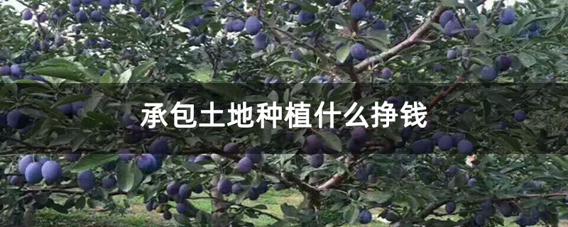 承包土地种植什么挣钱