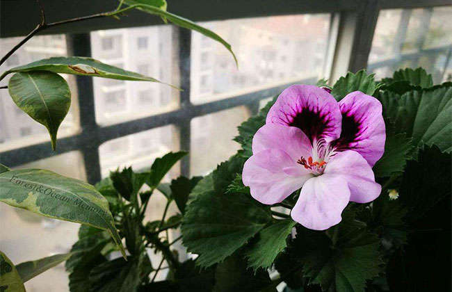 天竺葵种子什么时候种?天竺葵种子种植方法