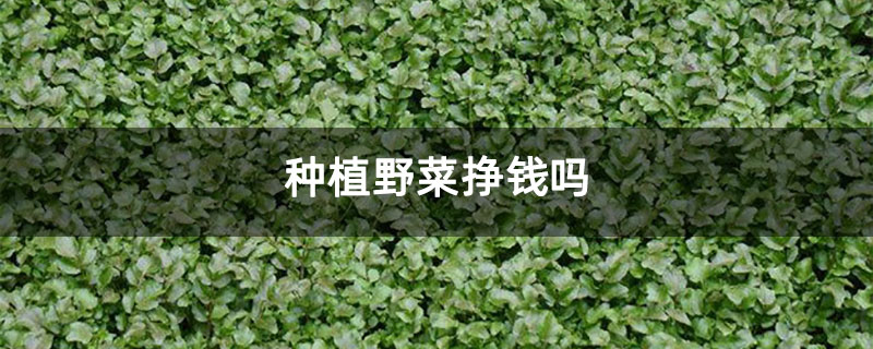 种植野菜挣钱吗 种植野菜挣钱吗