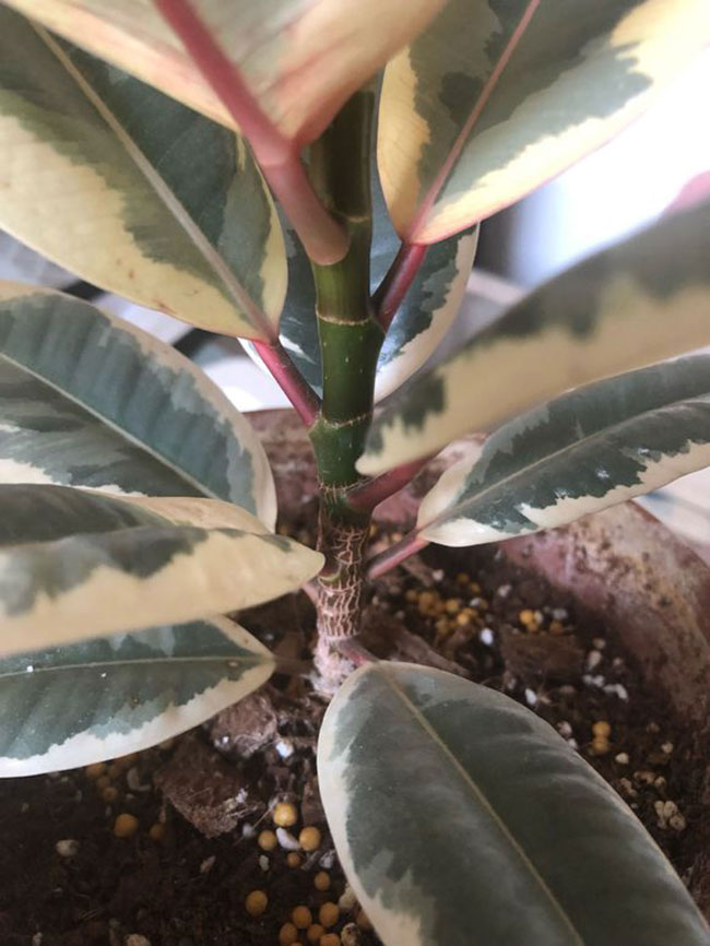 橡皮树怎么繁殖?橡皮树的繁殖方法