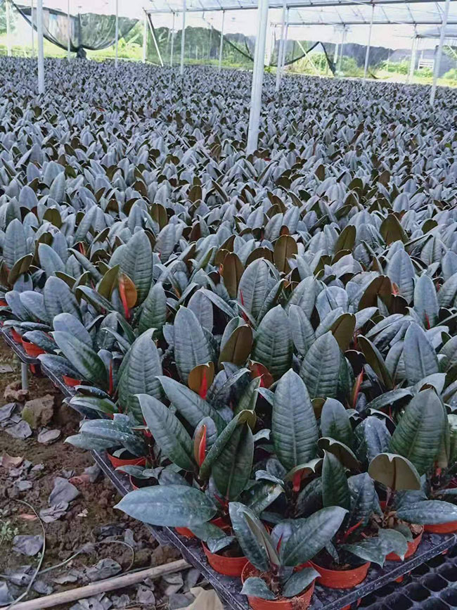 橡皮树
