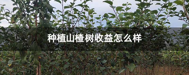 种植山楂树收益怎么样