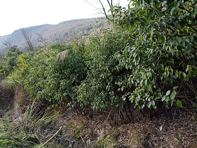 龙脑樟树适合哪些地方种植?龙脑樟树苗种植方法