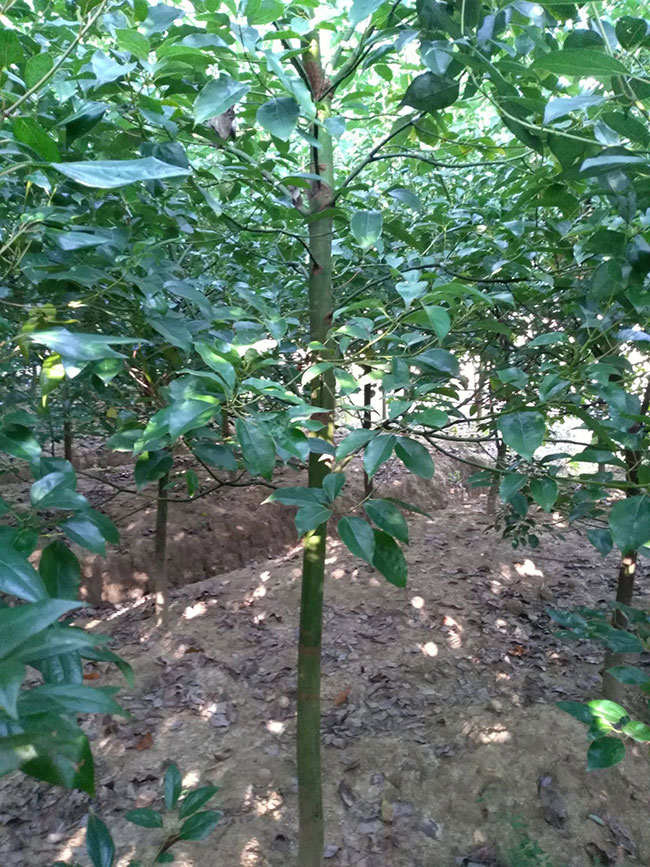 龙脑樟树适合哪些地方种植