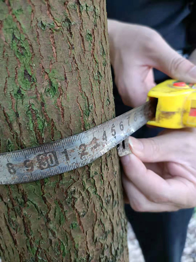 龙脑樟树适合哪些地方种植?龙脑樟树苗种植方法