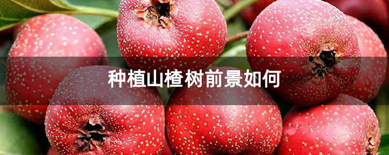 种植山楂树前景如何 种植山楂树前景如何