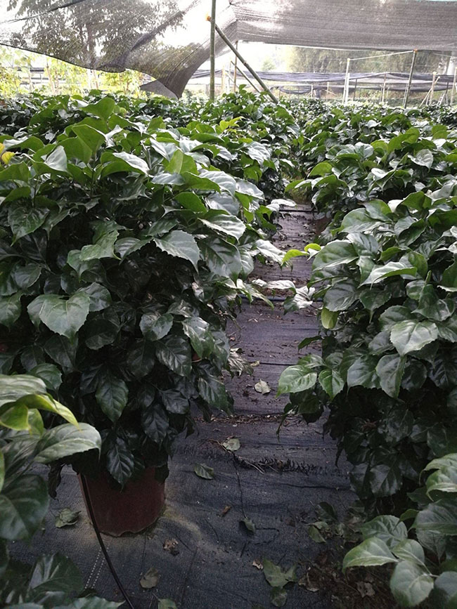 幸福树怎么养才能茂盛