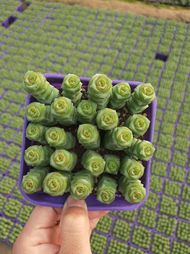 钱串子怎么繁殖