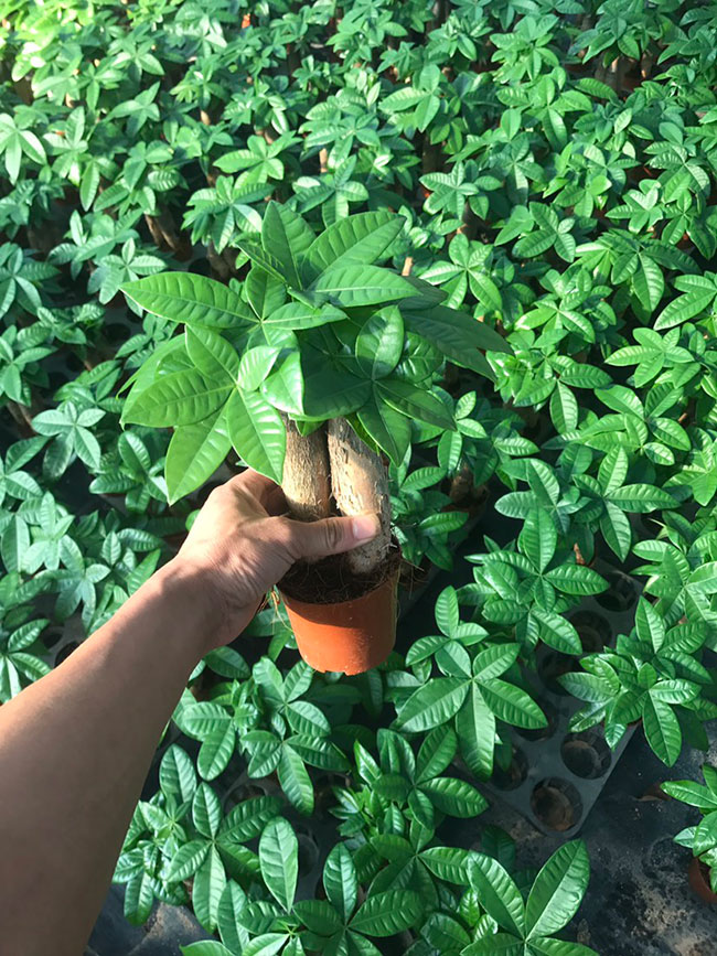 发财树怎么繁殖