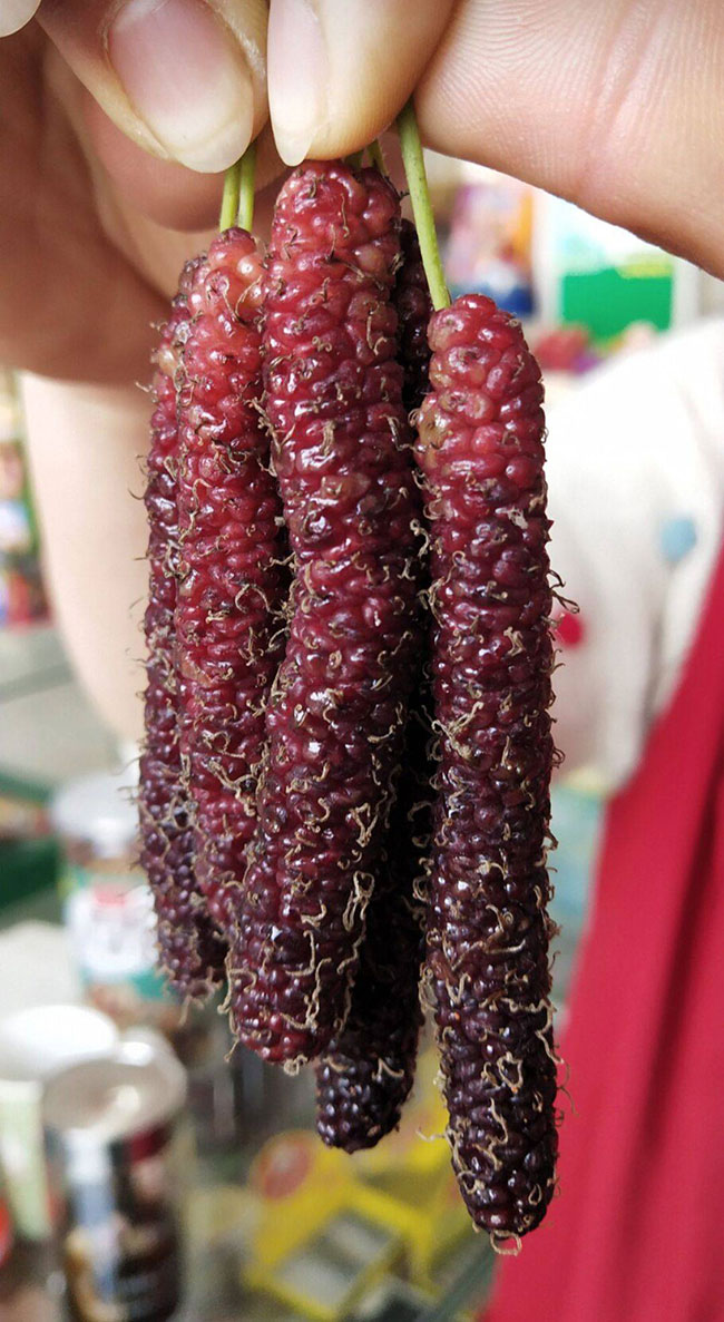 桑果苗什么品种好?桑果苗种植技术