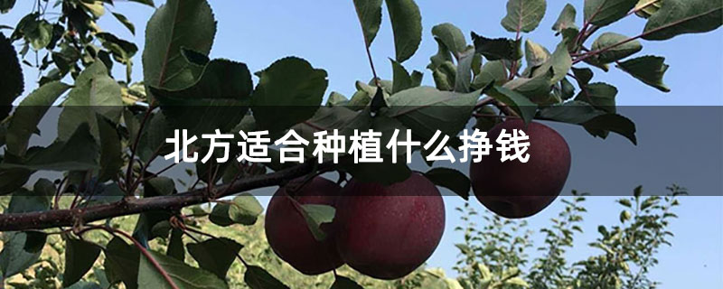 北方适合种植什么挣钱