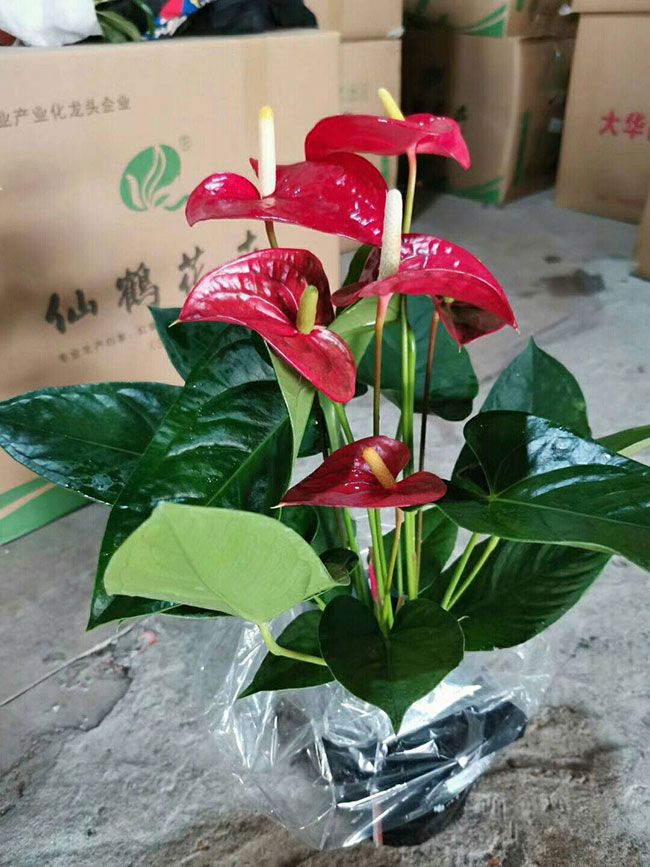 红掌怎么养?红掌的养殖方法和注意事项