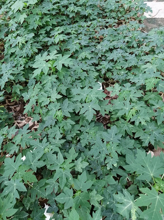 木瓜苗什么时候种植最好