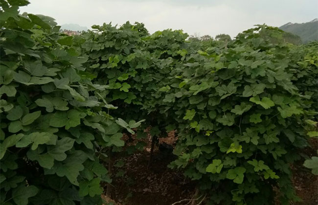 葛根种苗什么时间种植?葛根最新种植技术