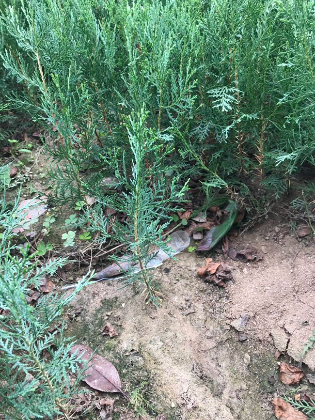 侧柏苗种植间距多少?侧柏苗种植方法