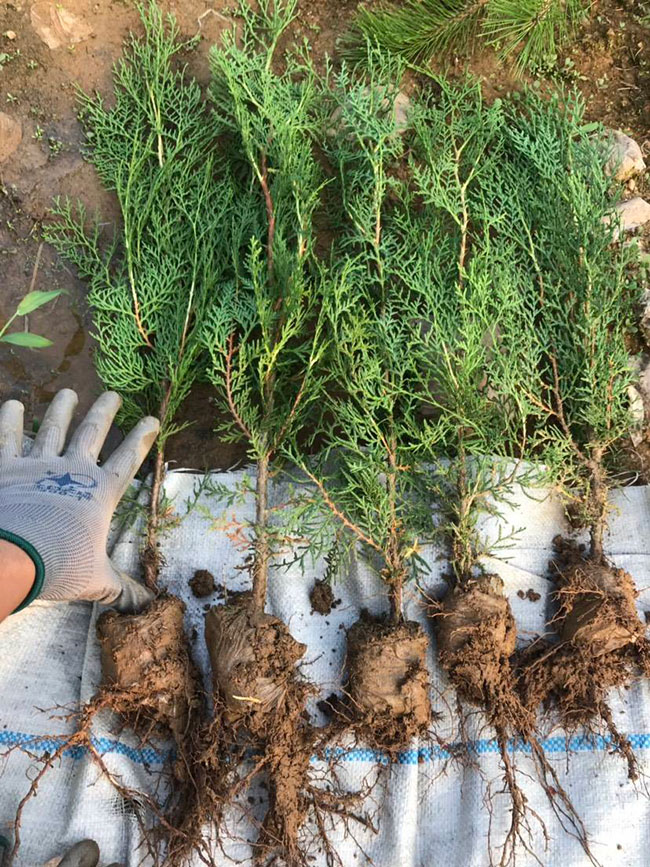 侧柏苗种植间距多少?侧柏苗种植方法
