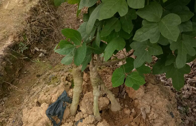葛根种苗什么时间种植